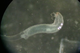Meteorus larva